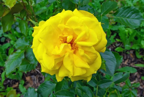 Siyah arkaplanda detaylı deseni olan sarı gül çiçeği