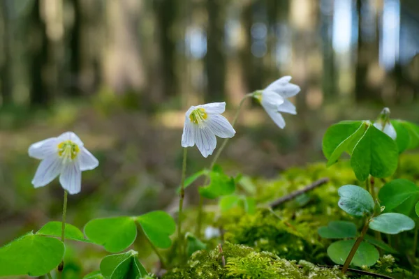 Bir bahar beyaz çiçeklerinin makrofotoğrafçılığı ahşap arka plan