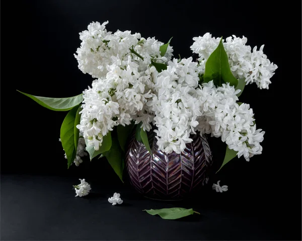 White Lilac Vase Black Background — Stock Photo, Image