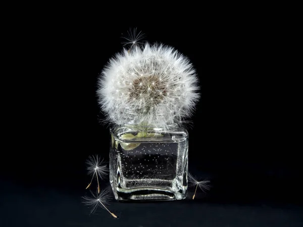 Karahindiba dolu siyah cam şişede hayat devam ediyor.