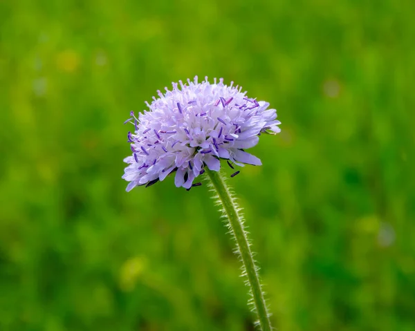 Mavi çiçek yaz bahçesinde