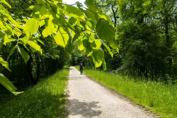 Parktaki ara sokaktaki ağaçlar, yazın kayma izleri.
