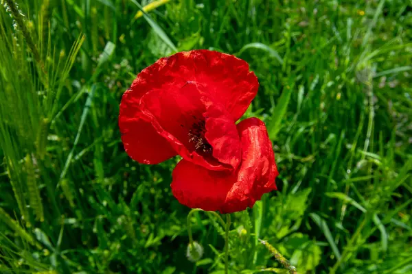 Kırmızı gelincikli yeşil alan