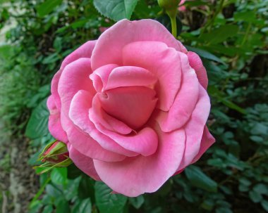 Doğada güzel taze güller. Doğal arkaplan