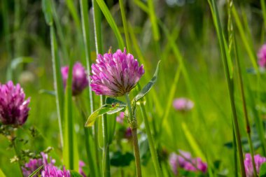 Koyu pembe çiçek. Kırmızı yonca ya da trifolium pratense., 