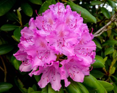 Panorama güzel pembe açelya. Pembe rhododendron çiçeklerine yakın çekim. Açan Azalea çalısı.
