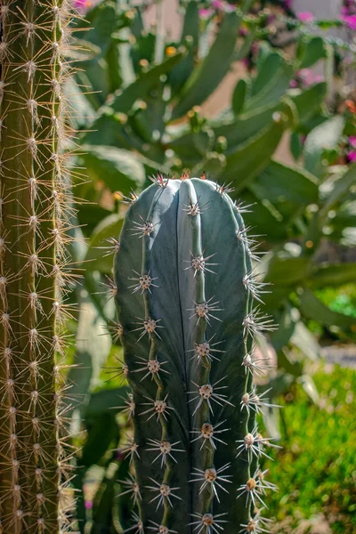 Cacto Com Farpas Jardim — Fotografia de Stock