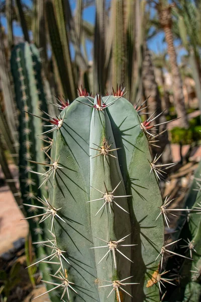 Cacto Com Farpas Jardim — Fotografia de Stock