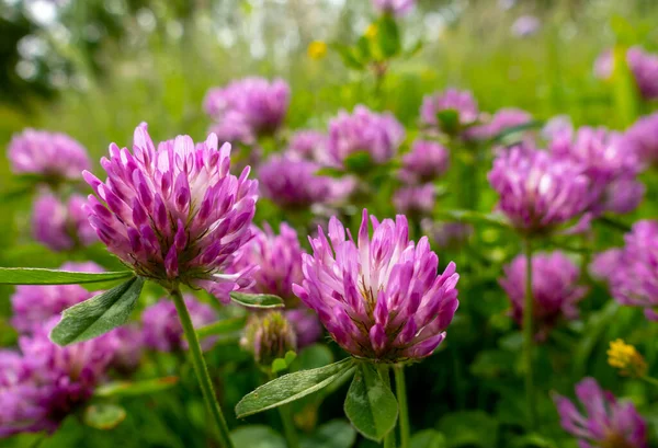 Koyu pembe çiçek. Kırmızı yonca ya da trifolium pratense, yakın çekim.