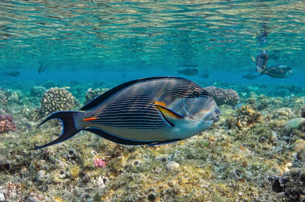 Su altı dünyası, balıklar yüzer