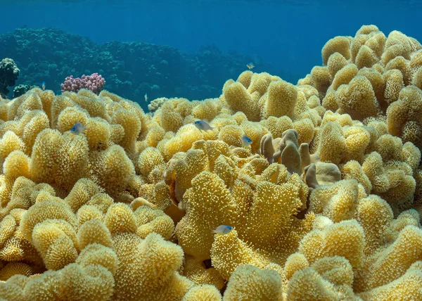 Sarı bir mercan üzerinde küçük balıklar