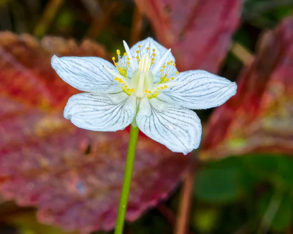 Yazın çimlerin üzerinde beyaz çiçek