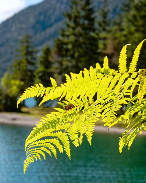 Ormanda eğreltiotu yaprakları