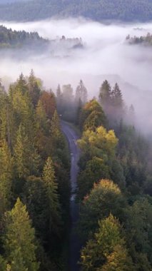 Yumuşak sabah sisiyle kaplı ağaçların arasından geçen orman yolunun hava manzarası sakin ve atmosferik sonbahar manzarası yaratıyor..