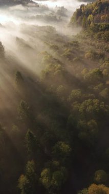 Yoğun sonbahar ormanlarının üzerindeki sislerin arasından süzülen güneş ışığının havadan görünüşü büyülü ve huzurlu bir sabah manzarası yaratıyor..