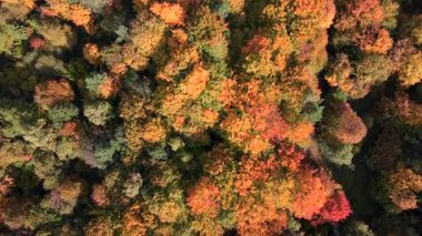 Canlı turuncu, sarı ve yeşil ağaç tepe örtüleriyle sık sonbahar ormanlarının yukarıdan görünüşü. Huzurlu doğal doku ve renkli mevsimsel manzara.