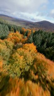 FPV insansız hava aracı yeşil çam ağaçları ve turuncu yapraklarla renkli sonbahar ormanlarında uçuyor. Sonbahar dağları ve doğal manzaranın sinematik hava manzarası.