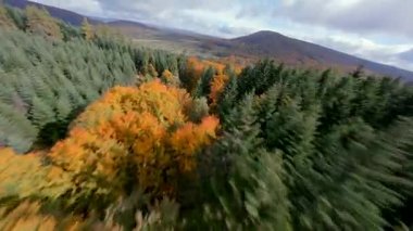 FPV insansız hava aracı yeşil çam ağaçları ve turuncu yapraklarla renkli sonbahar ormanlarında uçuyor. Sonbahar dağları ve doğal manzaranın sinematik hava manzarası.