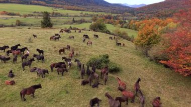 Renkli ağaçlar ve tepelerle çevrili güzel sonbahar otlaklarında otlayan at sürülerinin hava manzarası. Huzurlu kırsal alan, sonbahar mevsiminde hayvanların doğada olduğunu gösteriyor..