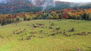 Renkli ağaçlar ve tepelerle çevrili güzel sonbahar otlaklarında otlayan at sürülerinin hava manzarası. Huzurlu kırsal alan, sonbahar mevsiminde hayvanların doğada olduğunu gösteriyor..