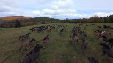 Renkli orman ve dağlarla çevrili sonbahar çayırlarında özgürce koşan vahşi at sürülerinin sinematik FPV drone görüntüleri. Doğadaki özgürlük ve gücün sembolü..