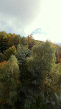 FPV insansız hava aracı yeşil çam ağaçları ve turuncu yapraklarla renkli sonbahar ormanlarında uçuyor. Sonbahar dağları ve doğal manzaranın sinematik hava manzarası.