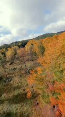 FPV insansız hava aracı yeşil çam ağaçları ve turuncu yapraklarla renkli sonbahar ormanlarında uçuyor. Sonbahar dağları ve doğal manzaranın sinematik hava manzarası.