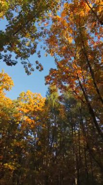 Sonbahar ağaçlarının altında canlı altın yapraklar ve berrak mavi gökyüzü ile sinemalarda uçuşan insansız hava aracı, hareketli mevsimsel doğayı yakalıyor..