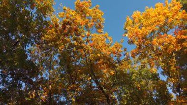 Sonbahar ağacı gölgesinin yavaş dönmesiyle açık mavi gökyüzüne karşı altın ve turuncu yapraklar, huzurlu mevsimsel atmosferi yakalıyor..