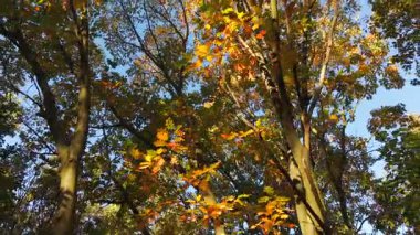 Sonbahar ağacı gölgesinin yavaş sinematik görüntüsü, açık mavi gökyüzüne karşı altın ve turuncu yapraklarla, huzurlu mevsimsel atmosferi yakalıyor..