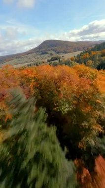 FPV insansız hava aracı yeşil çam ağaçları ve turuncu yapraklarla renkli sonbahar ormanlarında uçuyor. Sonbahar dağları ve doğal manzaranın sinematik hava manzarası.