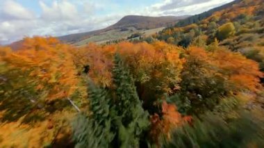 FPV insansız hava aracı yeşil çam ağaçları ve turuncu yapraklarla renkli sonbahar ormanlarında uçuyor. Sonbahar dağları ve doğal manzaranın sinematik hava manzarası.