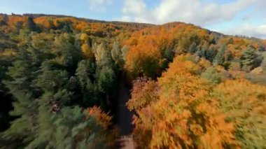 FPV insansız hava aracı yeşil çam ağaçları ve turuncu yapraklarla renkli sonbahar ormanlarında uçuyor. Sonbahar dağları ve doğal manzaranın sinematik hava manzarası.