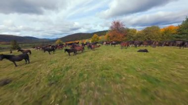 Sonbahar renkleri ve bulutlu gökyüzü ile çevrili yaban atlarının manzaralı dağ çayırlarında otlayan FPV 'nin sinematik görüntüleri. Huzurlu doğa manzarası, seyahat ve vahşi yaşam projeleri için mükemmel..