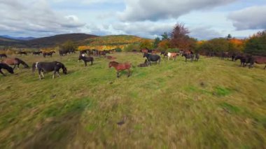 Sonbahar renkleri ve bulutlu gökyüzü ile çevrili yaban atlarının manzaralı dağ çayırlarında otlayan FPV 'nin sinematik görüntüleri. Huzurlu doğa manzarası, seyahat ve vahşi yaşam projeleri için mükemmel..