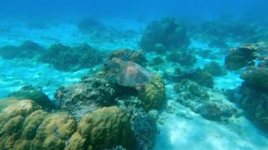 Açık tropikal okyanusta mercan resifinde yüzen deniz kaplumbağasının sualtı görüntüsü. Huzurlu deniz yaşamı sahnesi su yaban hayatı, resif habitatı ve Asya 'daki egzotik seyahat merkezlerini gösteriyor..