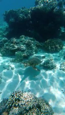 Açık tropikal okyanusta mercan resifinde yüzen deniz kaplumbağasının sualtı görüntüsü. Huzurlu deniz yaşamı sahnesi su yaban hayatı, resif habitatı ve Asya 'daki egzotik seyahat merkezlerini gösteriyor..