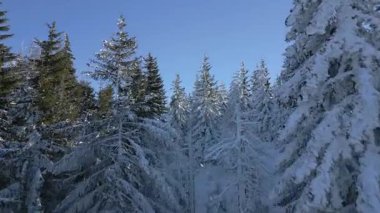 Buzlu ağaçlar ve yumuşak sabah güneşiyle karlı kış ormanlarında sorunsuz uçan sinematik FPV dronu. Doğa, seyahat ve tatil projeleri için mükemmel..