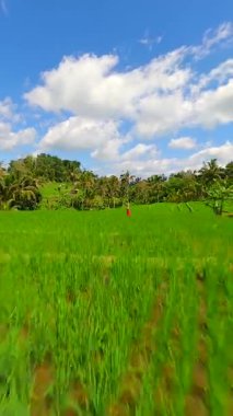 Endonezya, Bali 'de tropikal manzaralar ve palmiye ağaçlarıyla çevrili yeşil pirinç teraslarında yürüyen kırmızı elbiseli bir kadının sinematik FPV robot resmi. Seyahat ve doğa temaları için ideal.