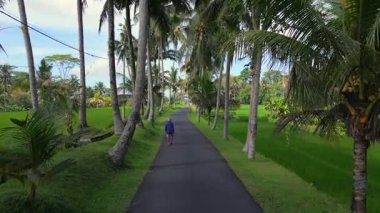 Endonezya 'nın Bali kentindeki yemyeşil pirinç tarlaları arasında palmiye yolu boyunca yürüyen yerel bir adam. Geleneksel kırsal yaşamı, tarımı ve yavaş yaşamı gösteren huzurlu bir manzara.