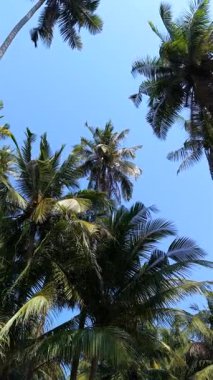 Tayland 'da açık mavi gökyüzünün altındaki yüksek hindistan cevizi palmiyelerine bakıyorum. Güneydoğu Asya 'da tropik yaz atmosferi ve egzotik ada doğası.