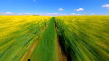 Açık yaz gökyüzü altındaki sarı kolza tohumu tarlaları üzerinde etkili hızlı FPV insansız hava aracı uçuşu. Tarım, dinamik hareket ve mevsimsel kavramlar için mükemmel..