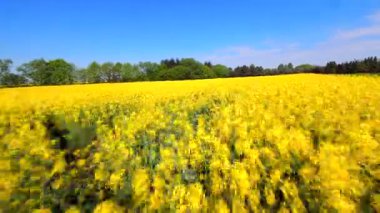 Açık yaz gökyüzü altında çiçek açan sarı kolza tohumu tarlaları üzerinde sinematik FPV İHA uçuşu. Tarım, dinamik hareket ve mevsimsel kavramlar için mükemmel..