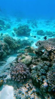 Endonezya 'daki Gili Adaları' ndaki mercan resiflerinde beslenen deniz kaplumbağalarının sualtı görüntüsü. Tropikal okyanus, resif habitatı ve egzotik yolculukta deniz yaban hayatı sahnesi.