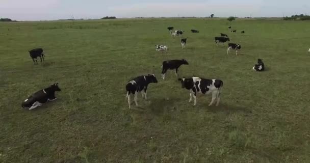 Κηφήνες-πετώντας πάνω από αγελάδες σε μια φάρμα — Αρχείο Βίντεο