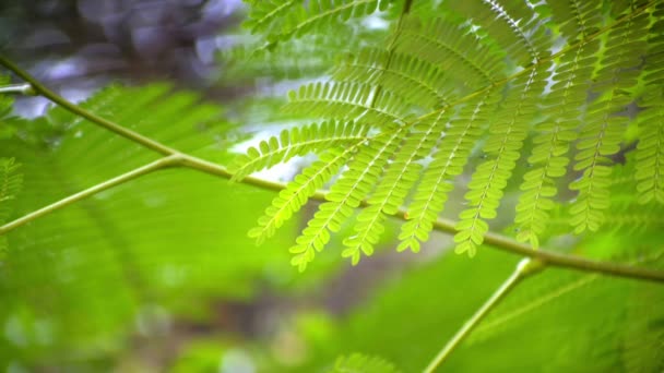 Indian Forest Fresh leaves 2 — Stock Video