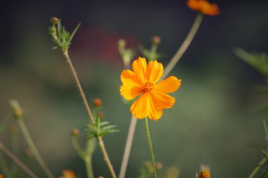 Indian yol yan sarı çiçek