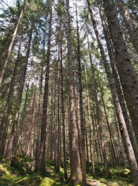 Dağlardaki güzel orman