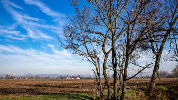 Ormanda bir ağaç tarlası