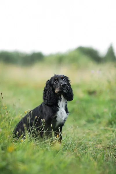 Porträt eines schwarzen Hundes auf einer grünen Rasenfläche — Stockfoto